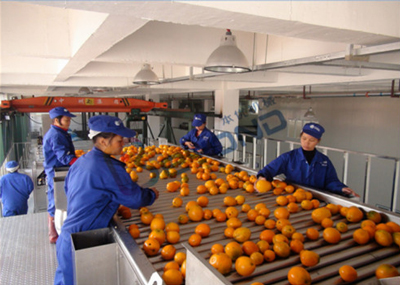 oranges-processing Image